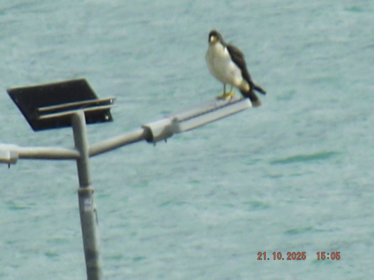 hvitbrystkarakara - ML643946752