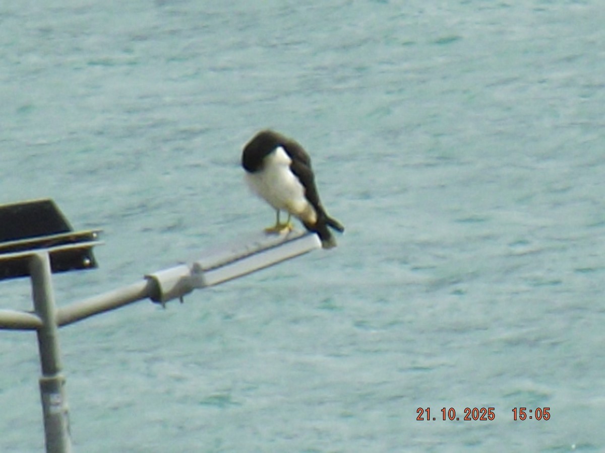 hvitbrystkarakara - ML643946753