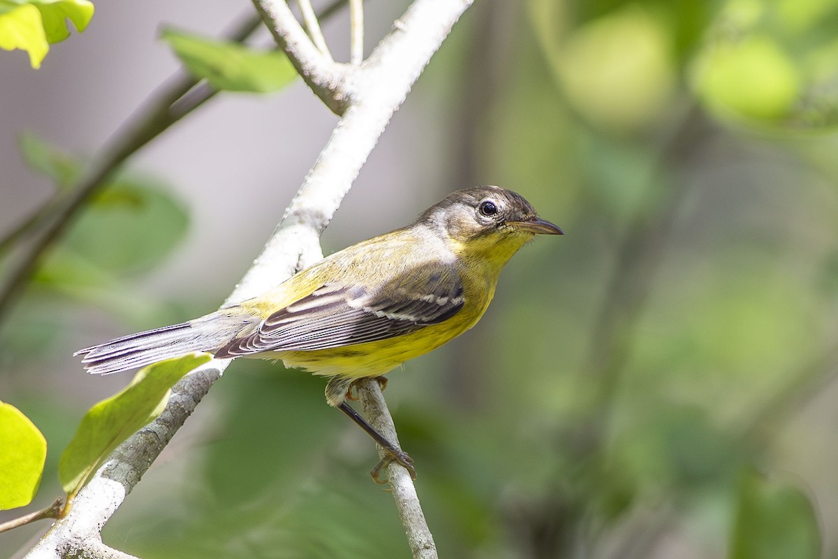 Magnolia Warbler - ML643946756