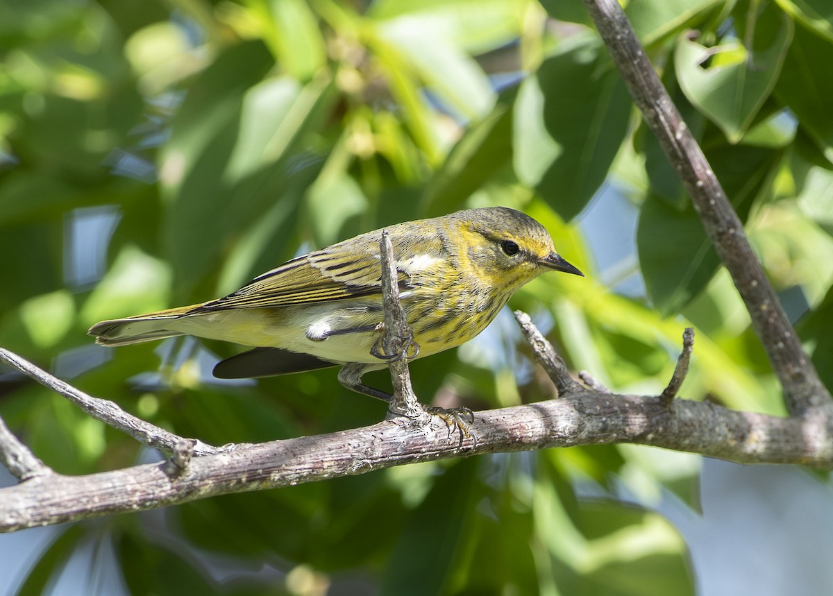 Cape May Warbler - ML643946768