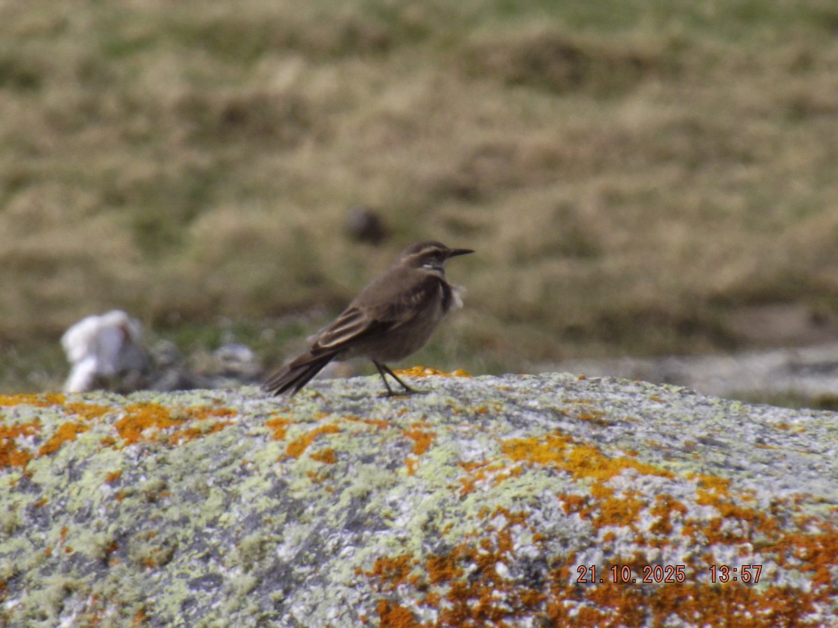 Buff-winged Cinclodes - ML643946790