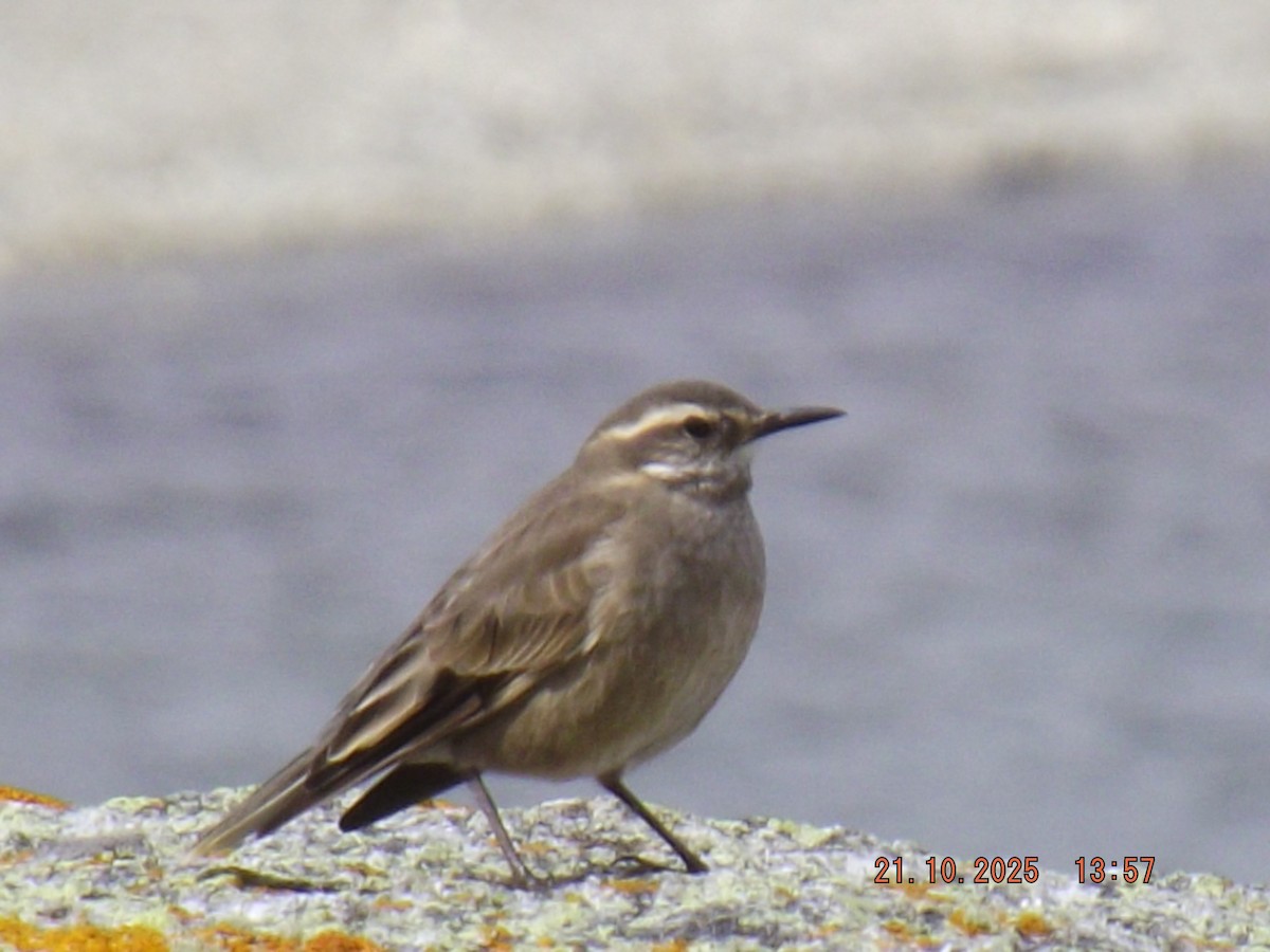 Buff-winged Cinclodes - ML643946791