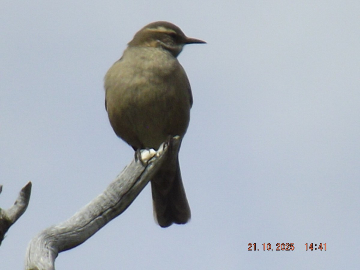 Buff-winged Cinclodes - ML643946792
