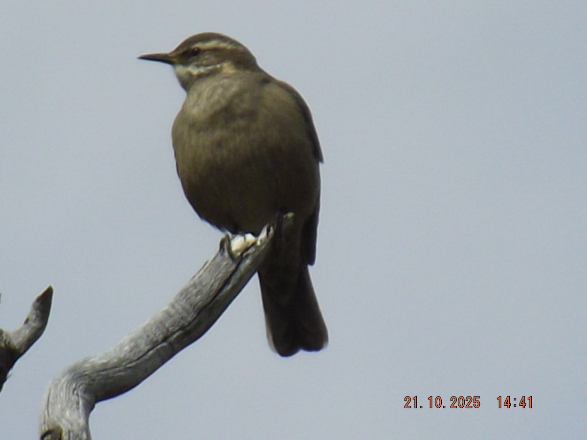 Buff-winged Cinclodes - ML643946793