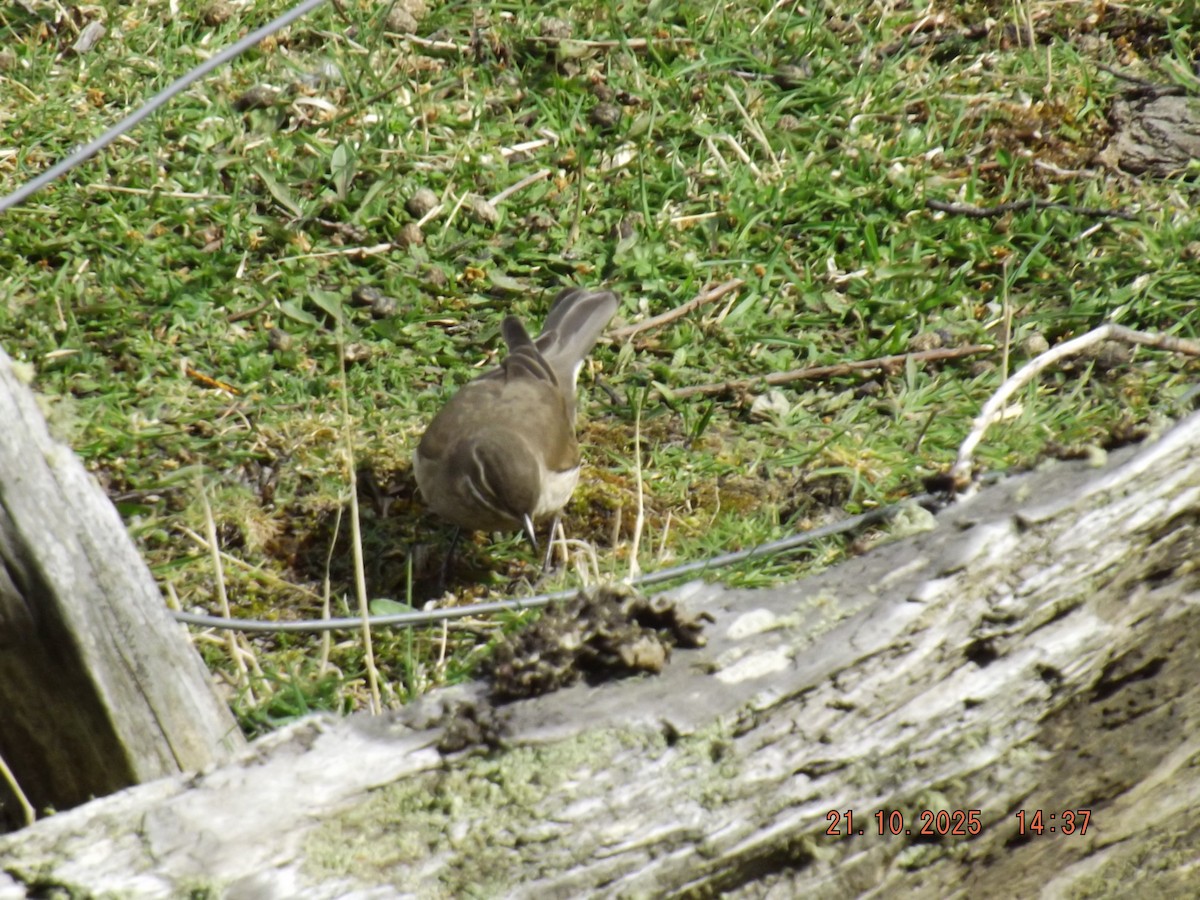 Buff-winged Cinclodes - ML643946794