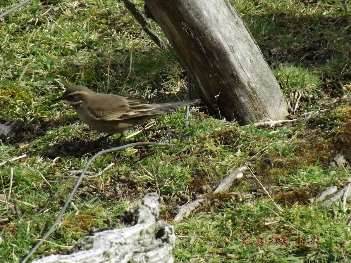 Buff-winged Cinclodes - ML643946795