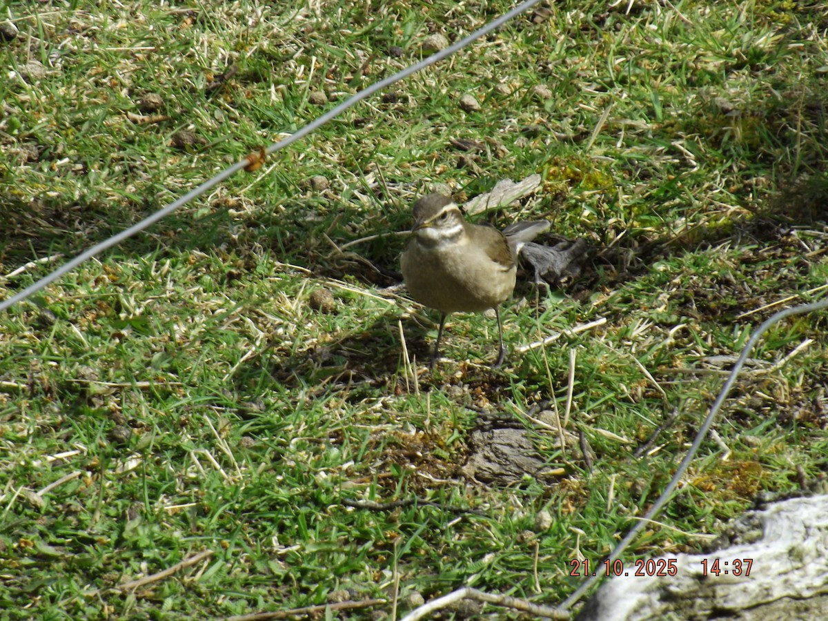 Buff-winged Cinclodes - ML643946796