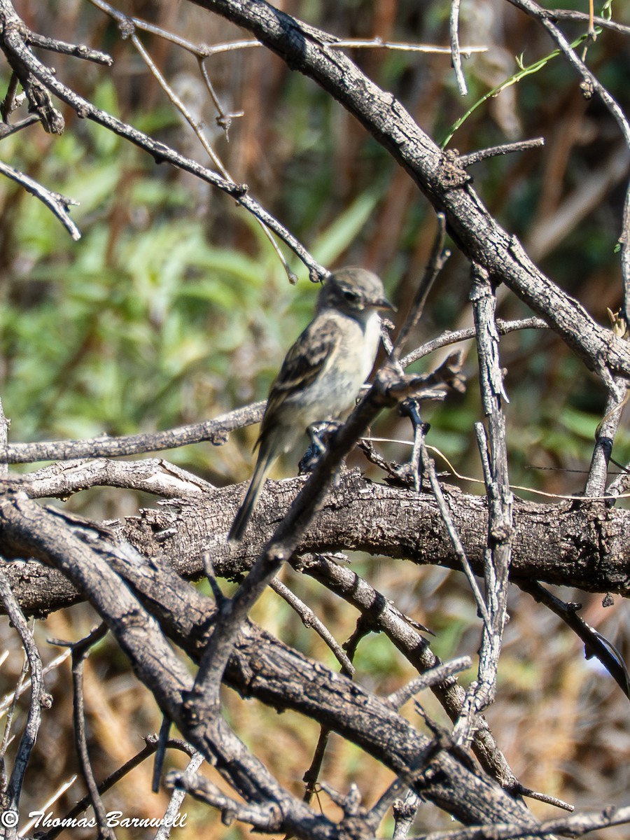 Moucherolle gris - ML643946801