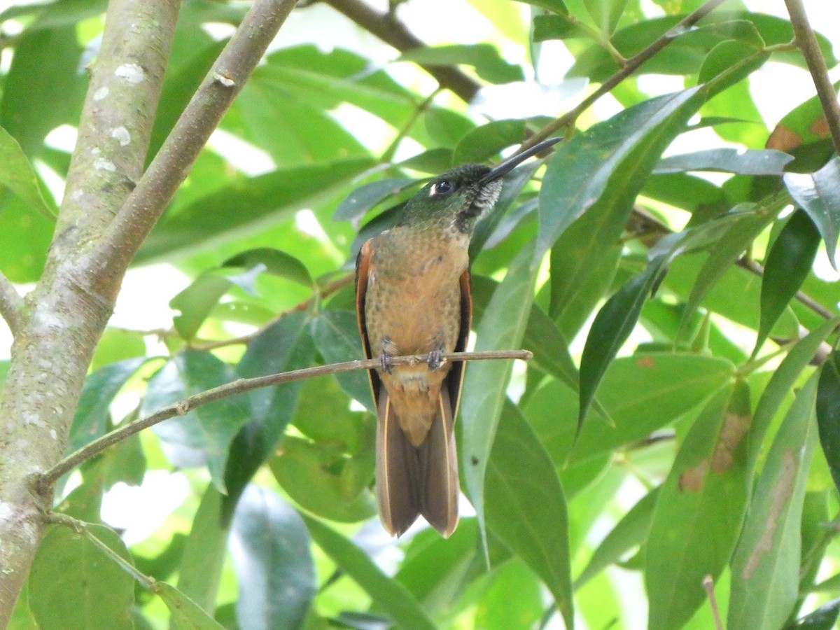 Fawn-breasted Brilliant - ML643946812
