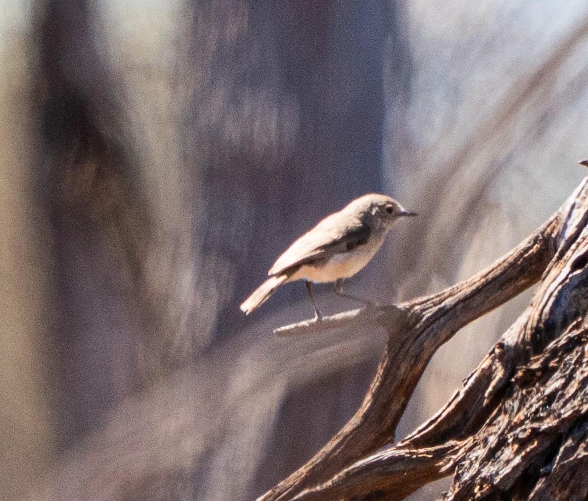 Slaty-backed Thornbill - ML643946815