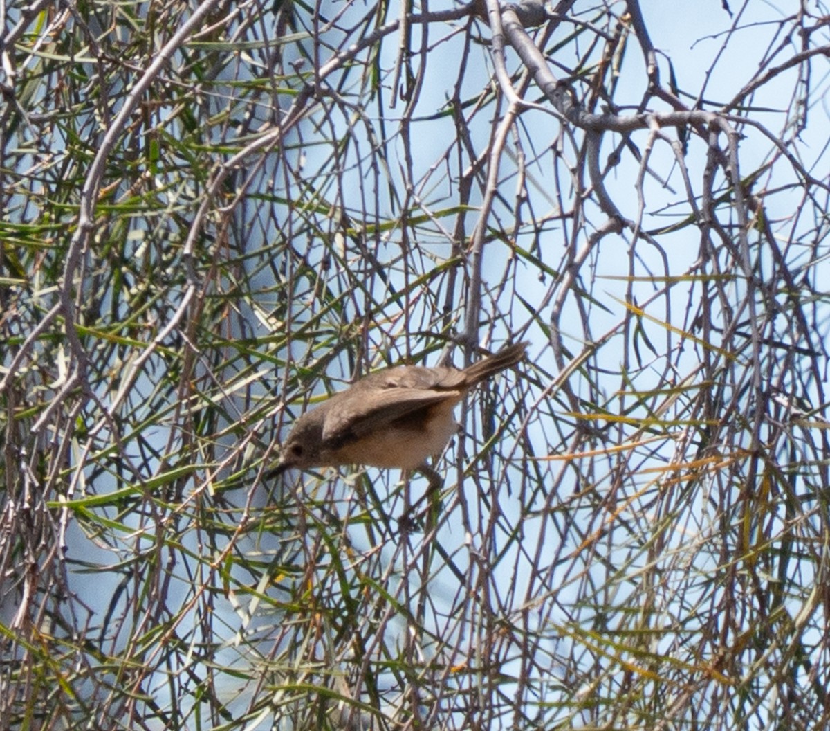 Inland Thornbill - ML643946817