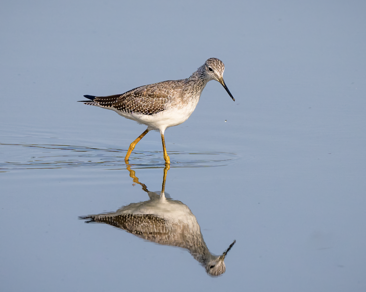 Greater Yellowlegs - ML643946839