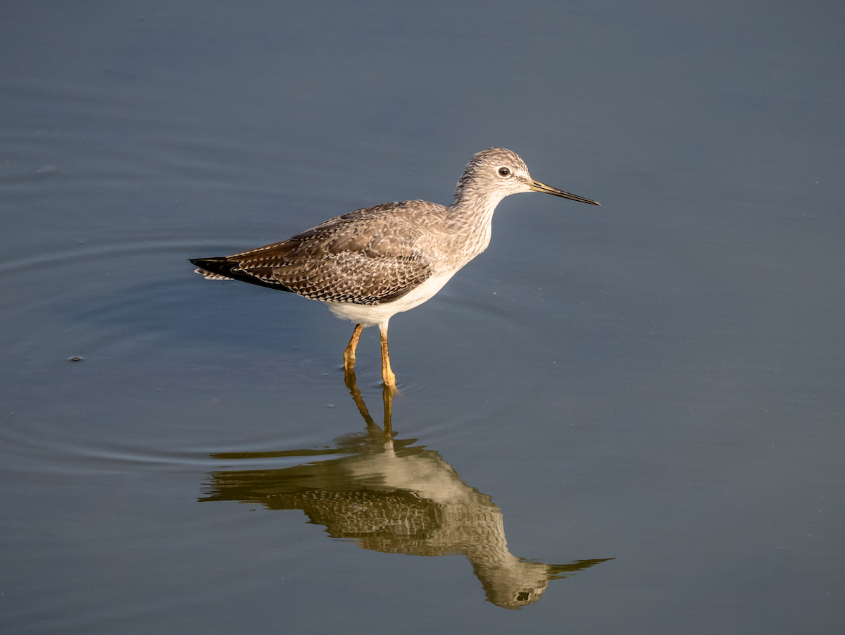 Greater Yellowlegs - ML643946840
