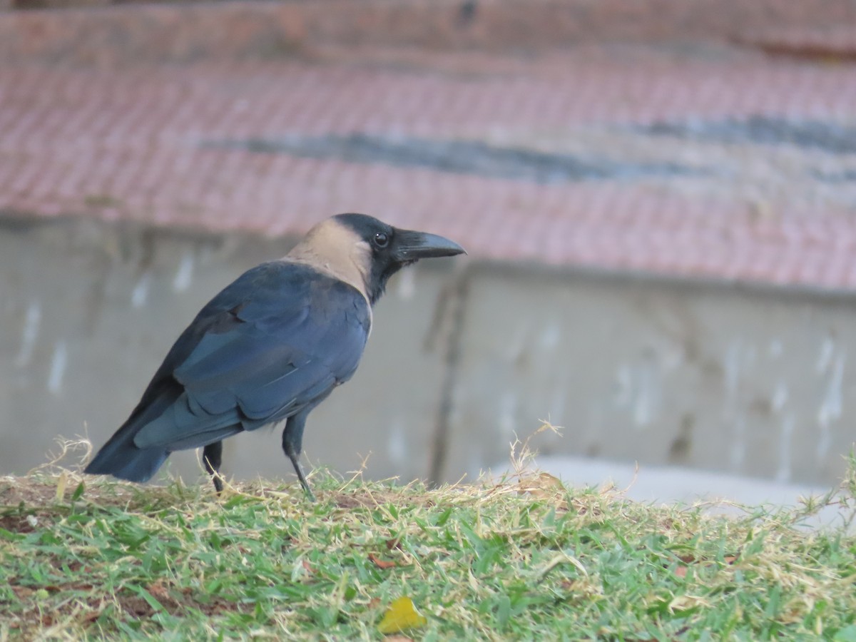 House Crow - ML643946847