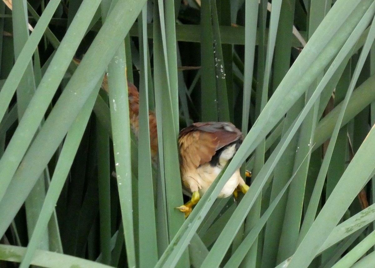 Least Bittern - ML643946878