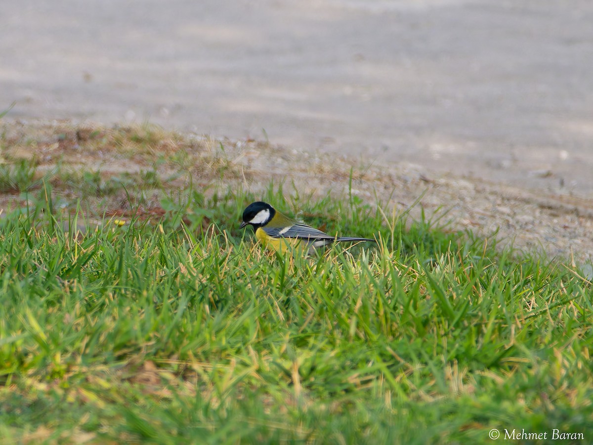 Great Tit - ML643946886