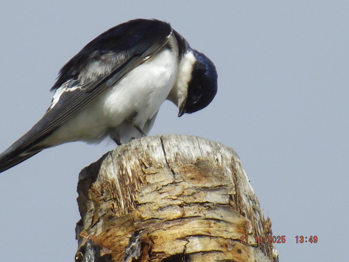 Chilean Swallow - ML643946889