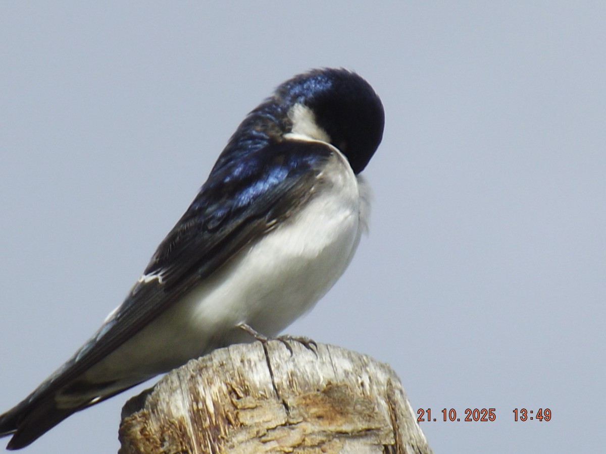 Chilean Swallow - ML643946890