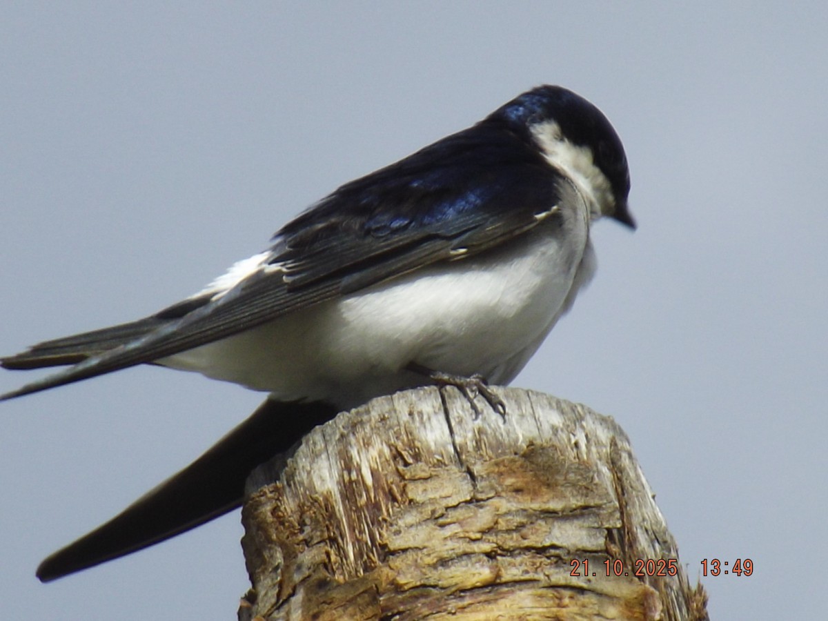Chilean Swallow - ML643946891