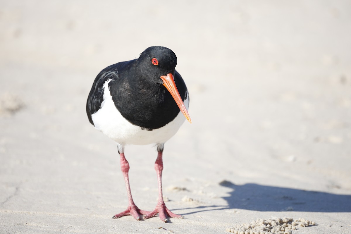 Pied Oystercatcher - ML643946892