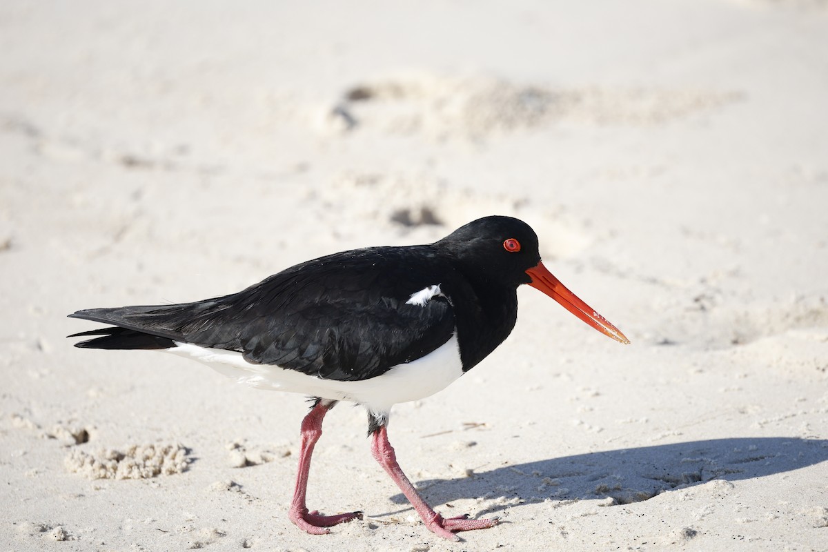 Pied Oystercatcher - ML643946893