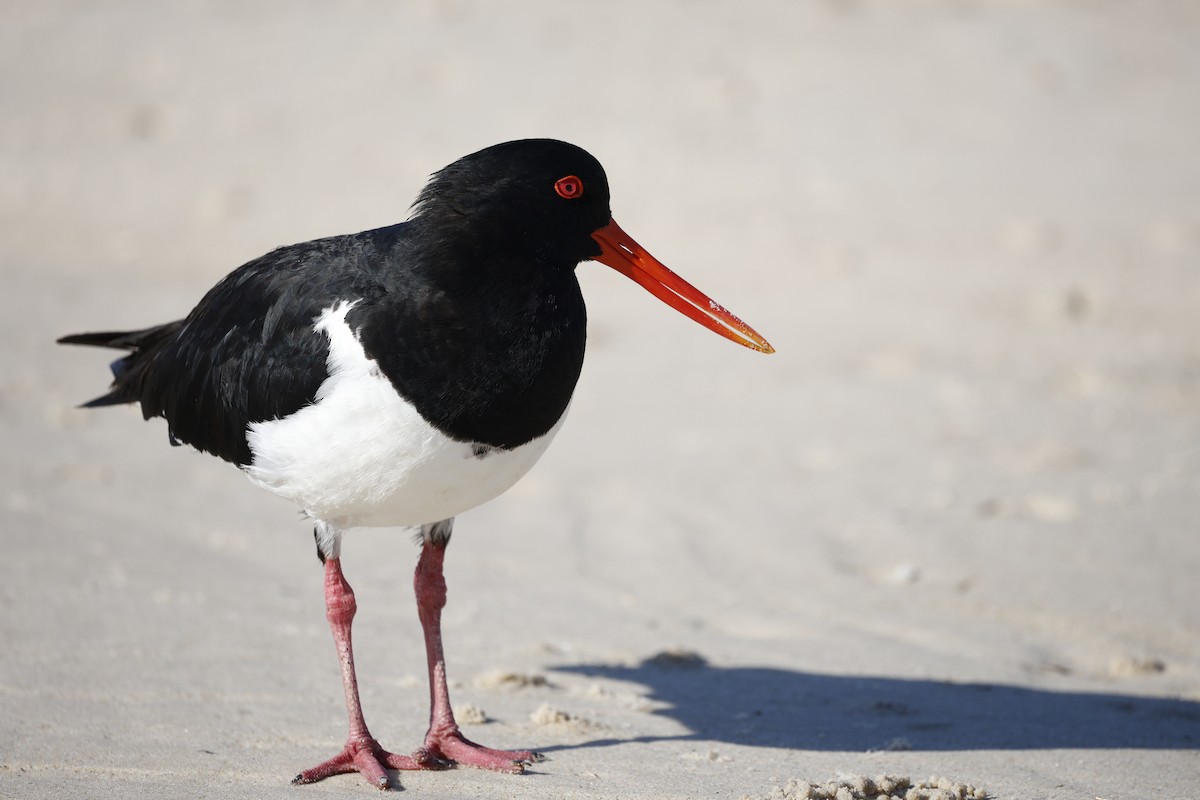 Pied Oystercatcher - ML643946894