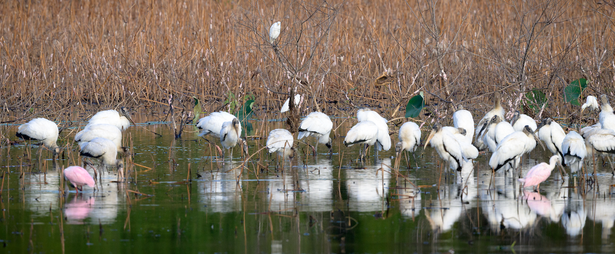 Wood Stork - ML643946898