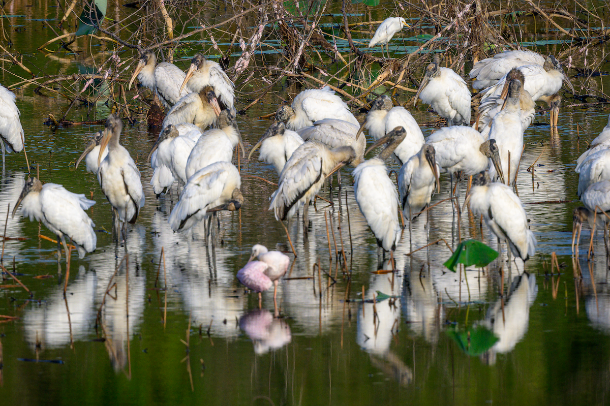 Wood Stork - ML643946899