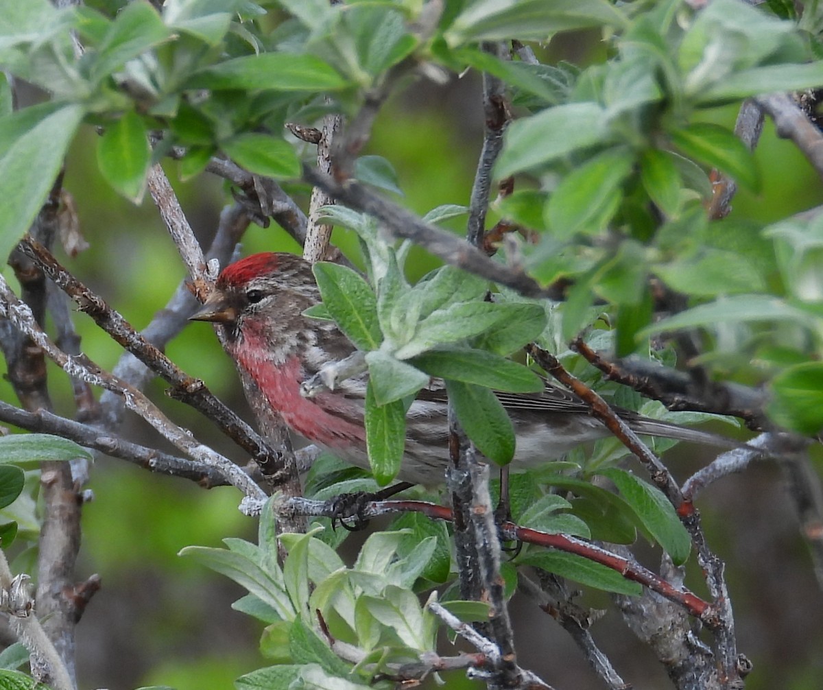 Redpoll (Common) - ML643946903