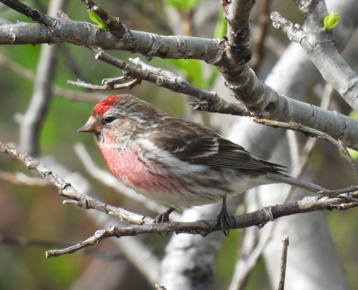 Redpoll (Common) - ML643946904