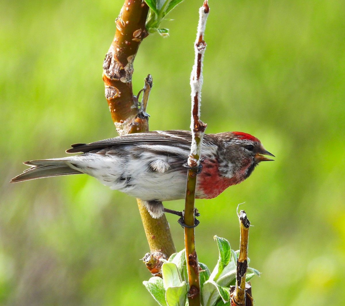 Redpoll (Common) - ML643946906