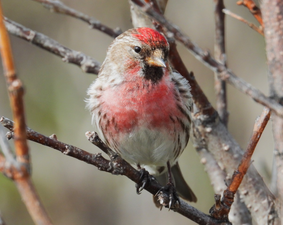 Redpoll (Common) - ML643946907