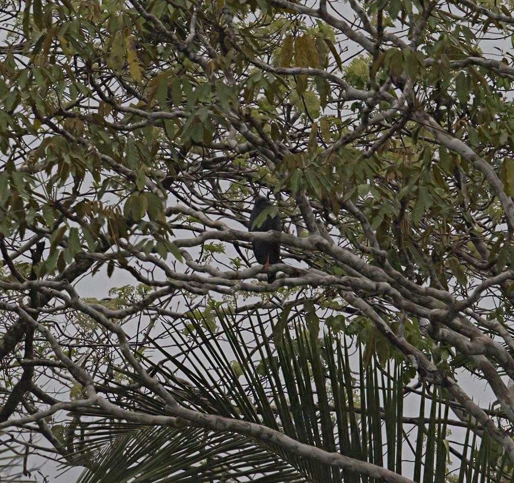 Crane Hawk - ML643946933