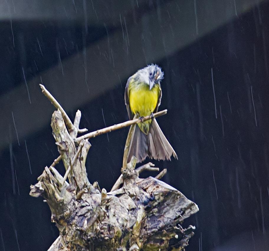 Rusty-margined Flycatcher - ML643946965