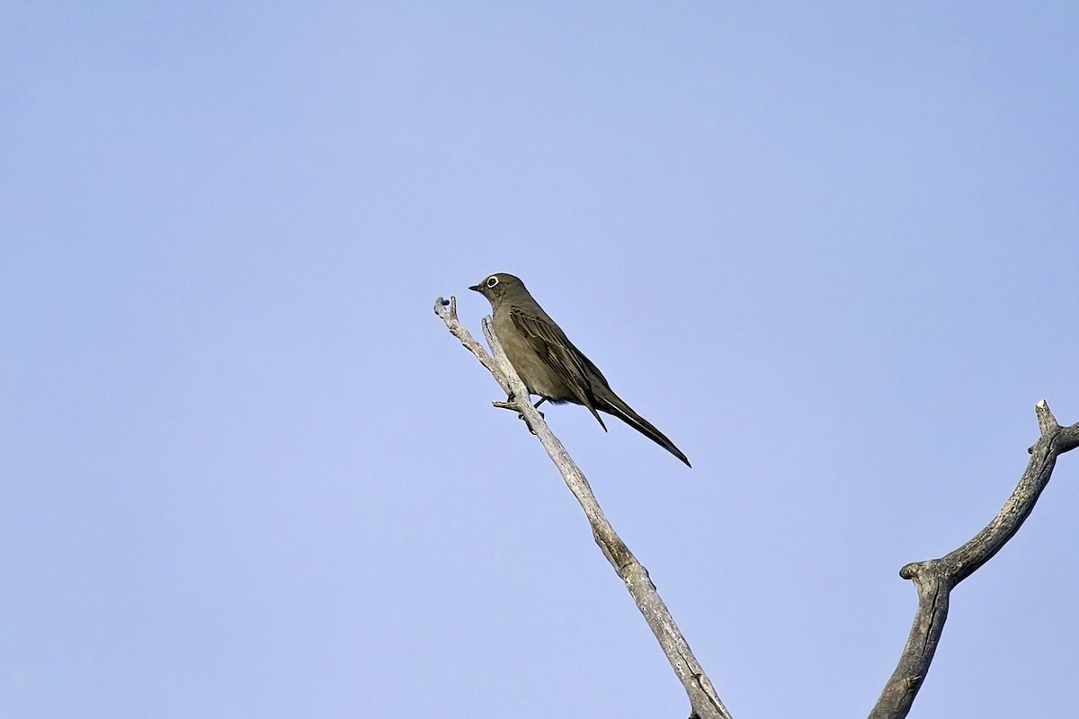 gråsolitærtrost - ML643947008