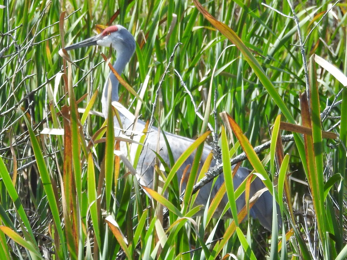 Grulla Canadiense - ML643947011