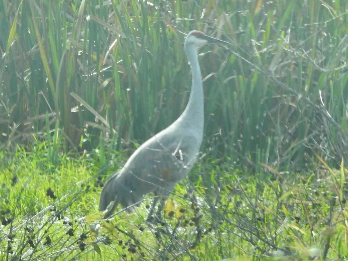 Grulla Canadiense - ML643947012