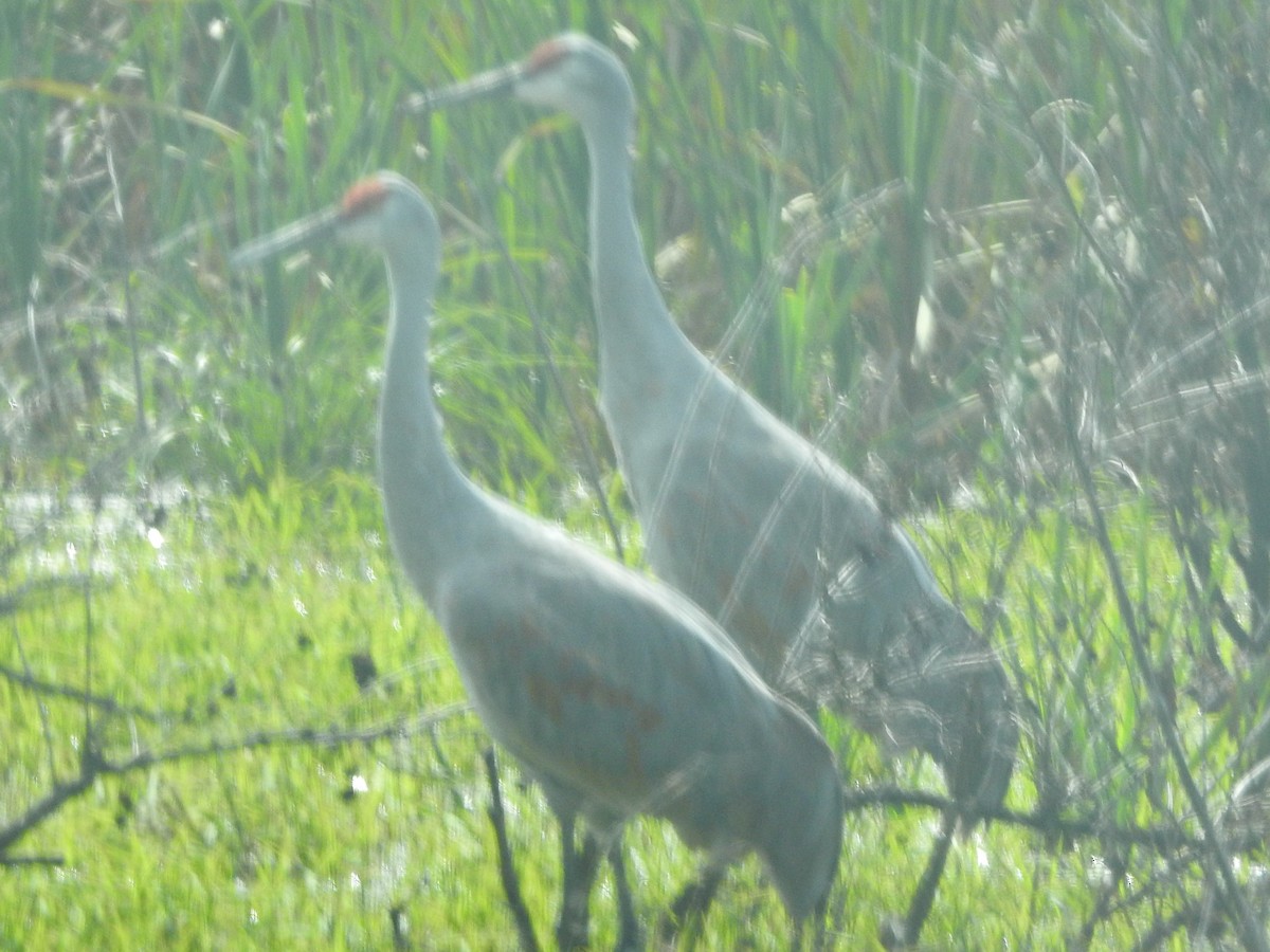 Grulla Canadiense - ML643947013