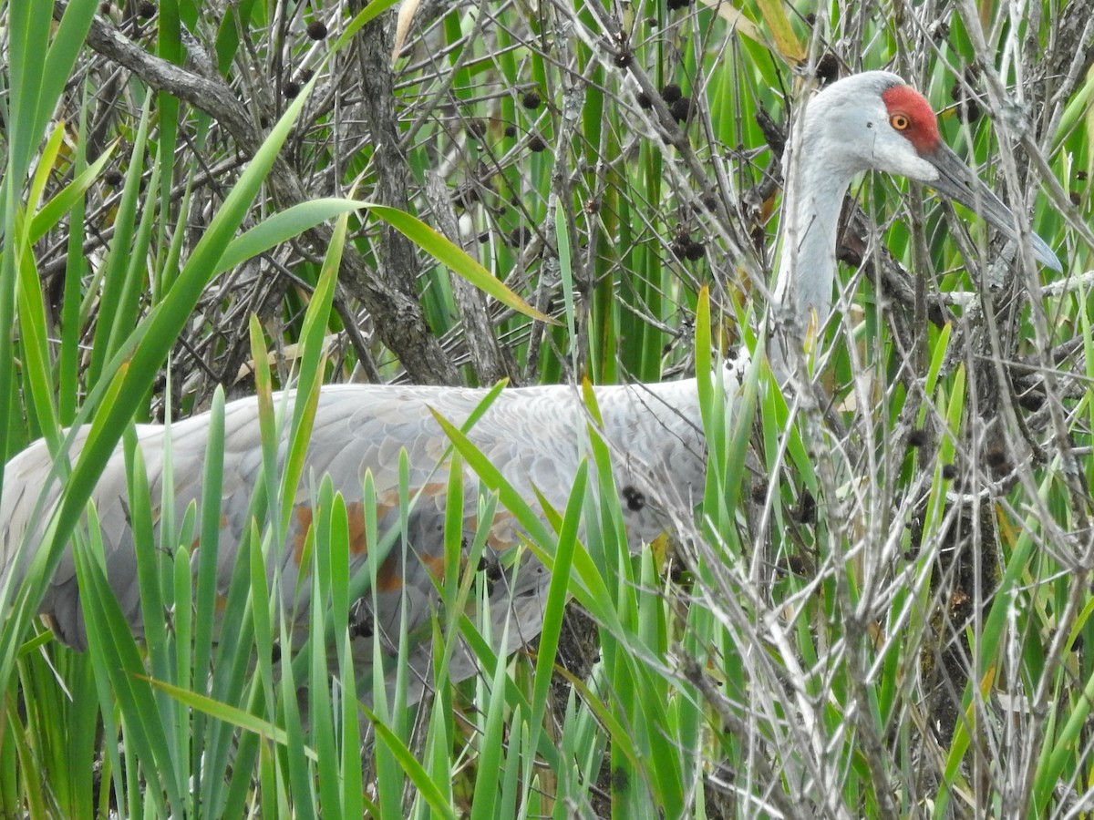 Grulla Canadiense - ML643947015