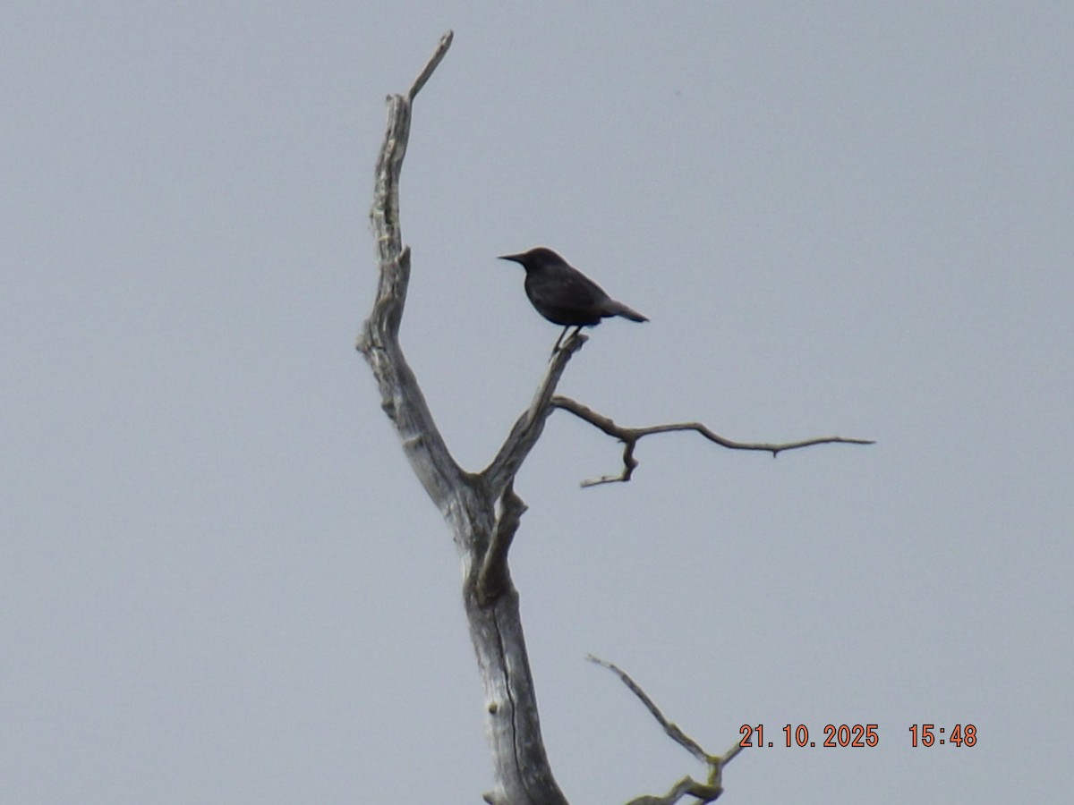 Austral Blackbird - ML643947044