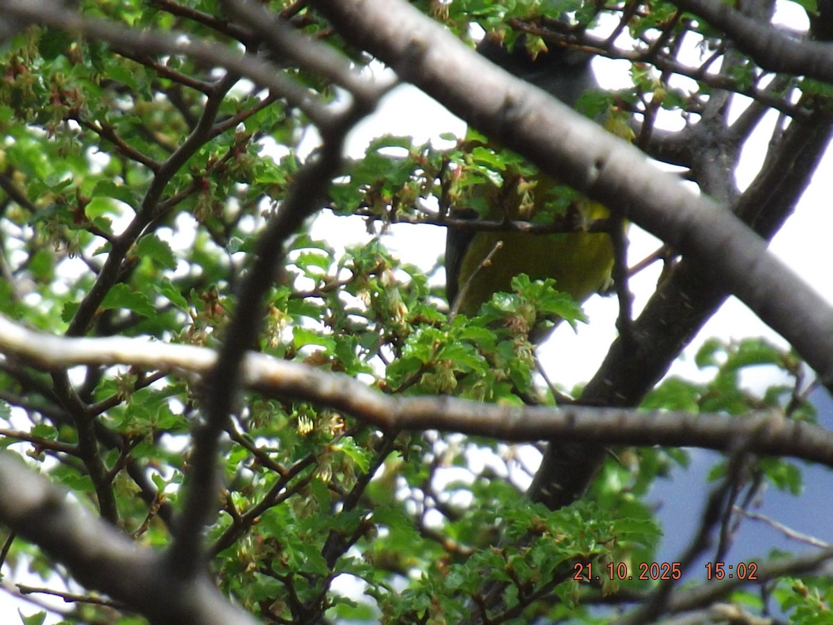 Patagonian Sierra Finch - ML643947056