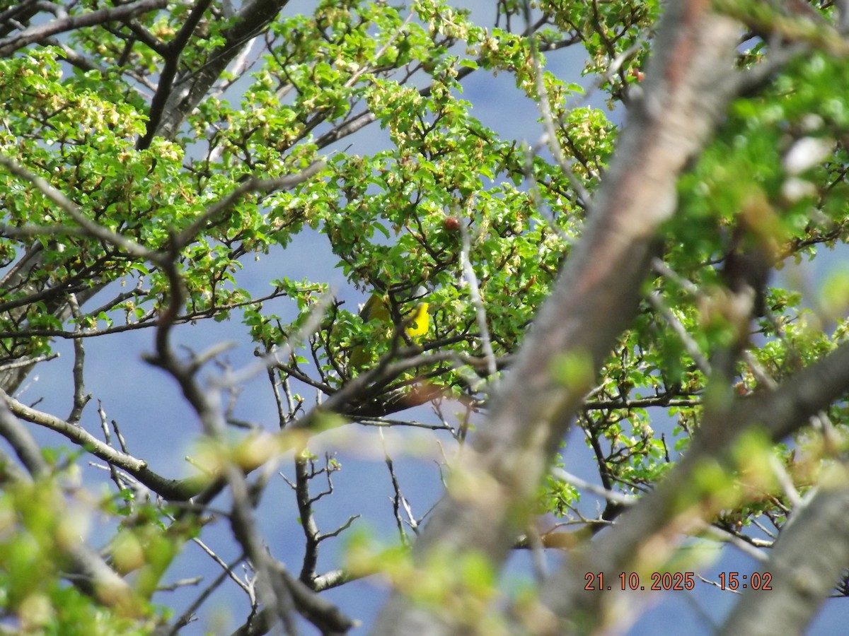 Patagonian Sierra Finch - ML643947057