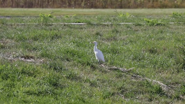 Western Cattle-Egret - ML643947058