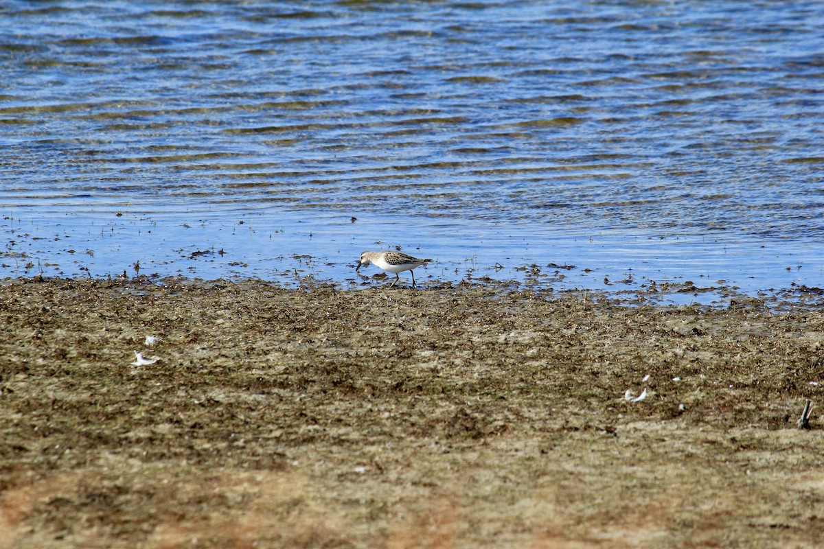 Semipalmated Sandpiper - ML643947072