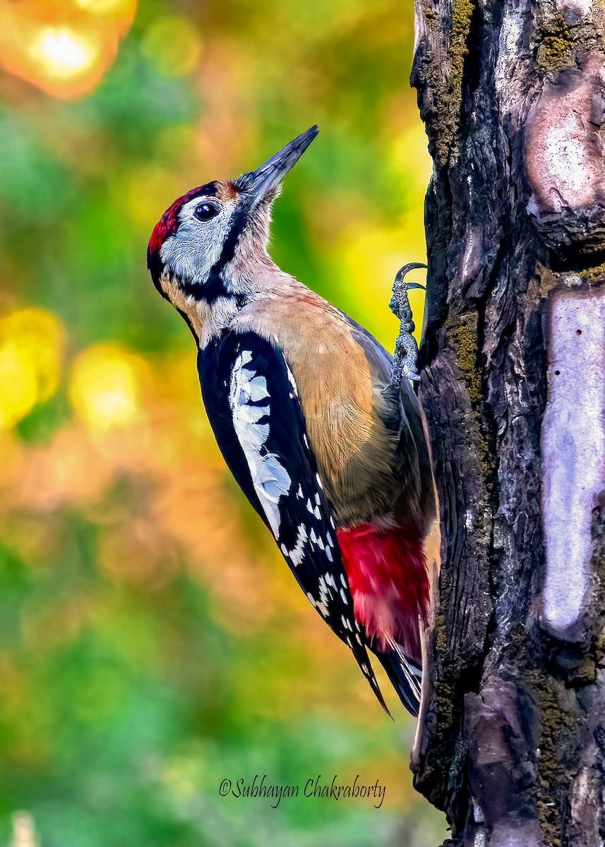 Himalayan Woodpecker - ML643947084