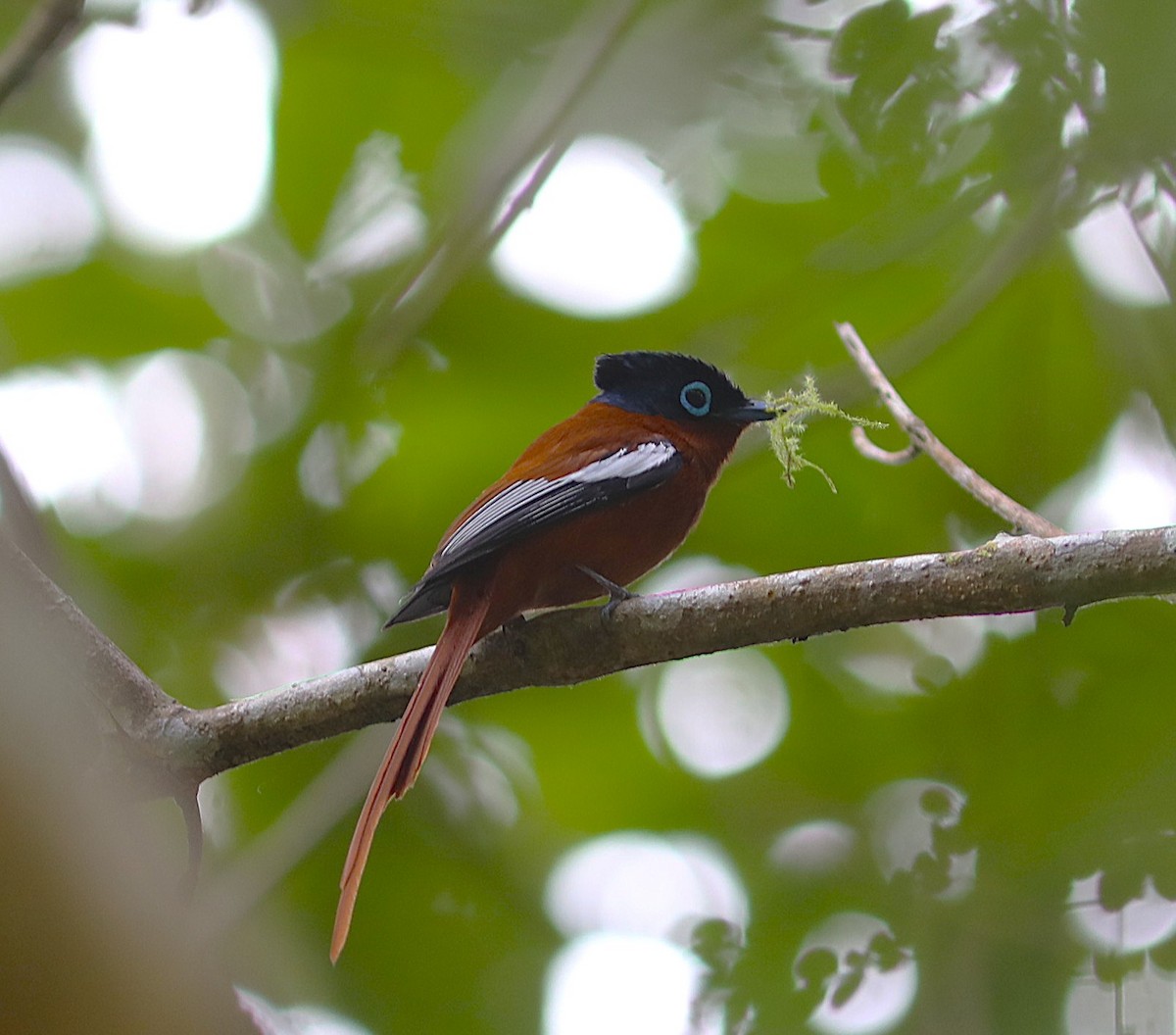 Tchitrec malgache - ML643947094