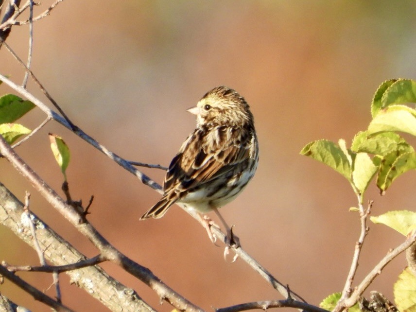 Savannah Sparrow - ML643947105