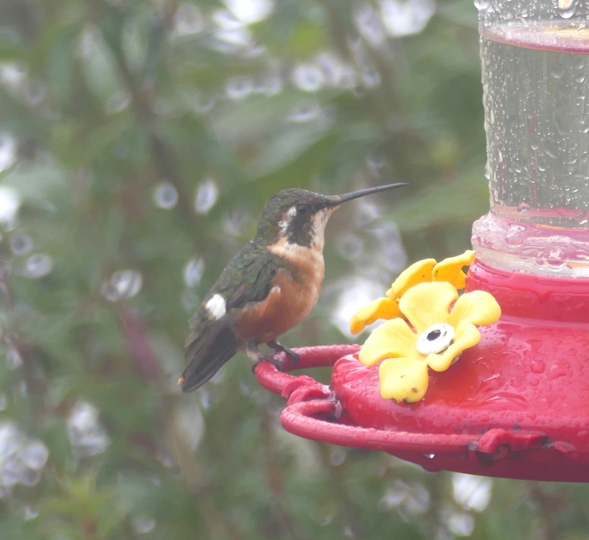 Colibrí de Mulsant - ML643947113