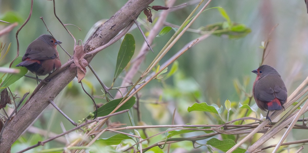 African Firefinch - ML643947114