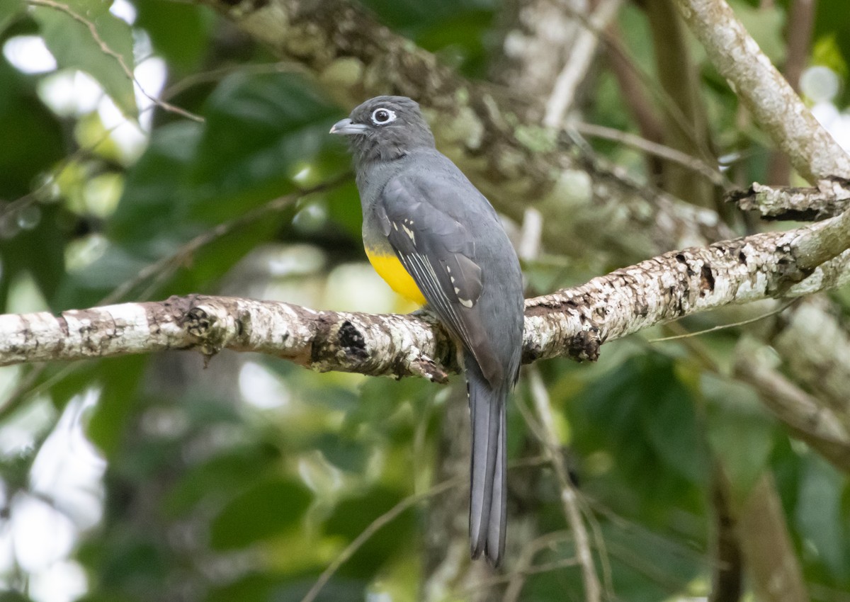 Black-headed Trogon - ML643947131